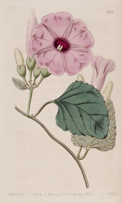 Ipomoea jalapa by J.Sims